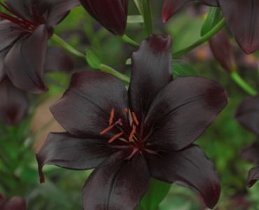 Лилиум черен (Black charm)